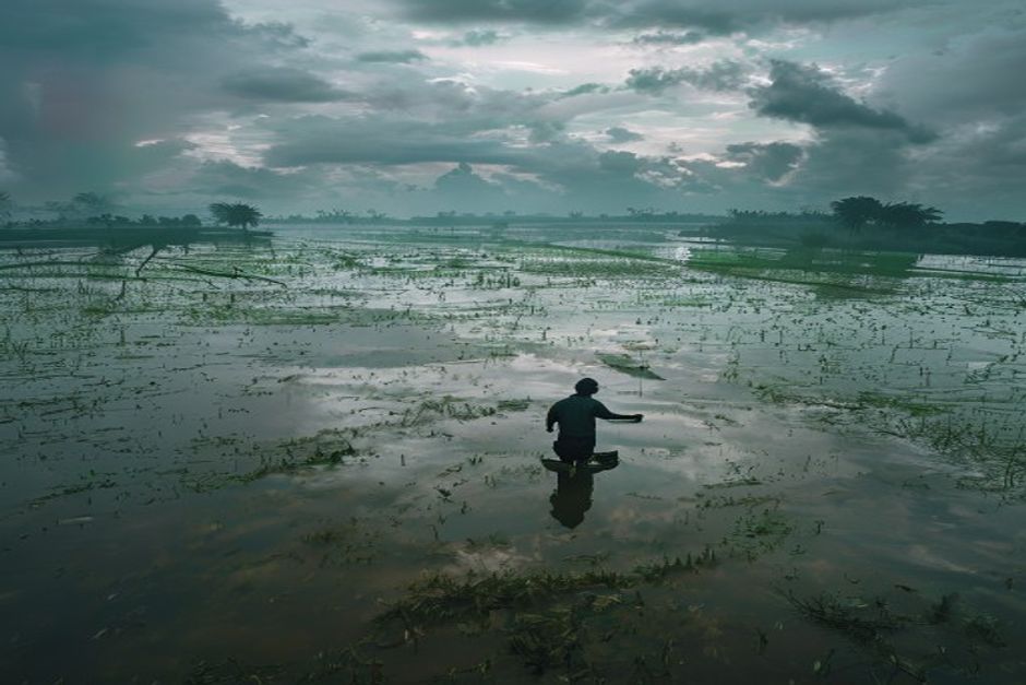 Bangladesh Floods Devastate Rice Crops, Spark Food Security Fears