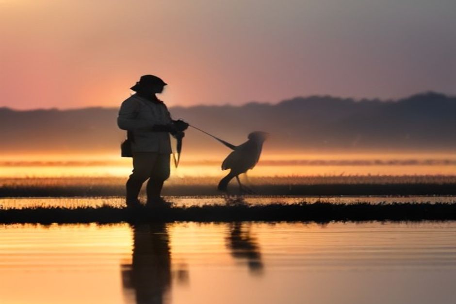 India Acts on Avian Flu Among Migratory Birds