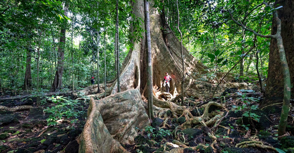 Sperm Whale Termite Discovered
