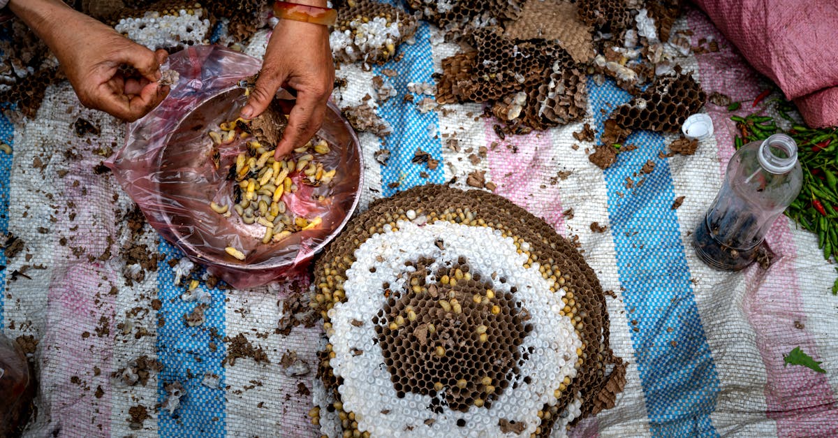 Insect Revolution Underground