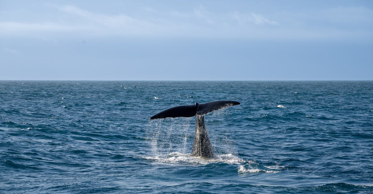 Hungry Whale's Inland Journey Puzzles Experts